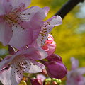 写真: 河津桜が咲きました