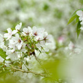 写真: 大島桜に包まれて