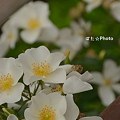 写真: 都電脇の花