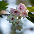 写真: ウコン桜