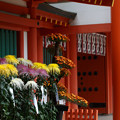 写真: 菊と楼門