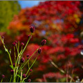 写真: 秋の紅