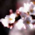 写真: 安原川御経塚地内の桜　八分咲き