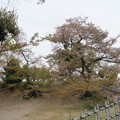 写真: 姫路城の写真0151