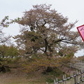 写真: 姫路城の写真0152