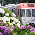 紫陽花列車