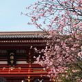 写真: 鎌倉　鶴岡八幡宮　早咲きのサクラ