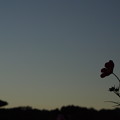 写真: 斑鳩 コスモス 2016 夕暮れ