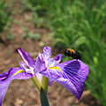 写真: 蜜蜂と花菖蒲