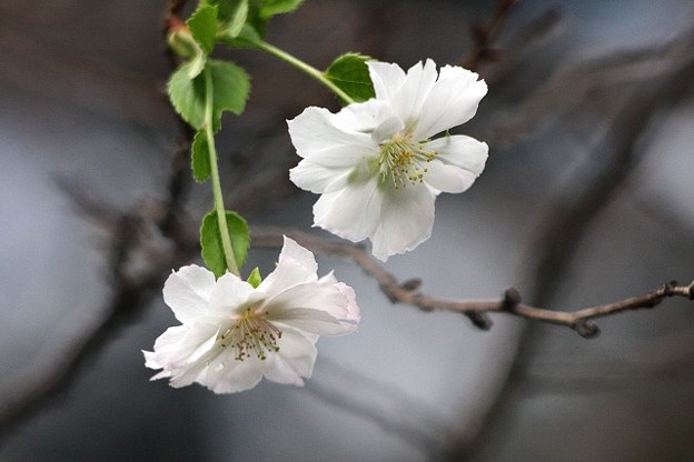 写真: 薄桃色の十月桜