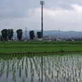 写真: 水田に映る電波塔