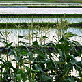 写真: トウモロコシ畑と水田