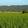 稲田を見守る月