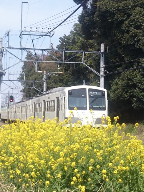 黄色い花と白い電車