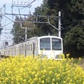 写真: 黄色い花と白い電車