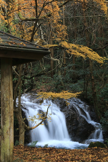 写真: 初冬の七ツ滝・六の瀑（1）