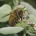 ミツバチ観察