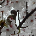 雀と桜