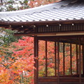 写真: 錦秋を訪ねて　京都天授庵