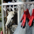写真: 馬と赤い手袋-1480
