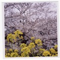 Photos: 菜の花と桜