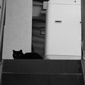 acros_黒猫-6601