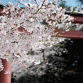 02桜満開-3781