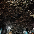 夜桜-4009