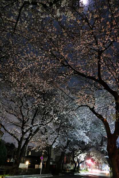写真: 夜桜-7437