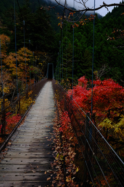 写真: 吊り橋-5318