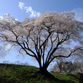 鉢形城 氏邦桜-1129