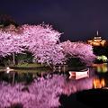 写真: 少し風も落ち着いてライトアップされた三渓園の夜桜。。