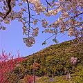 写真: HDR・・川根温泉の付近の桜と山と青空