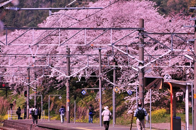 写真: 山北駅ホームからも満開の桜が・・