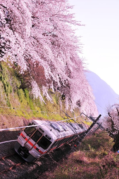 写真: 朝の山北桜のトンネルを走行。。JR東海313系