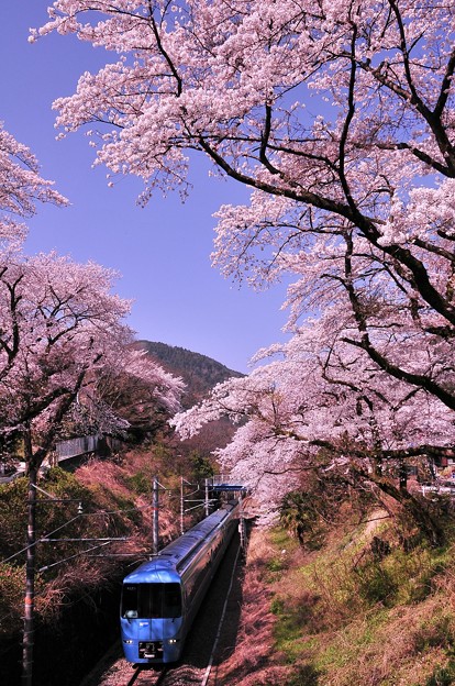 写真: 小田急MSEあさぎりになって初めての山北の桜トンネル走行