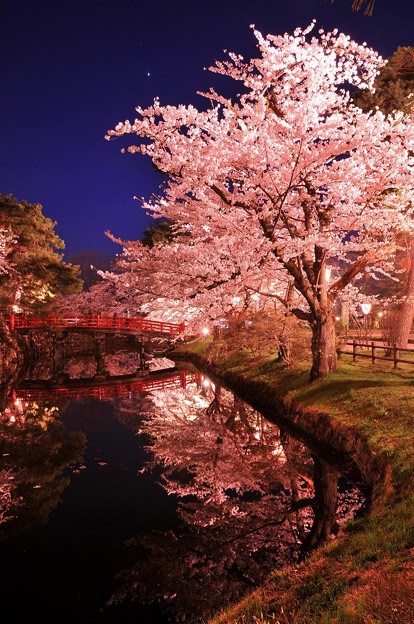 綺麗にライトアップされた夜桜。。。弘前城北丸付近