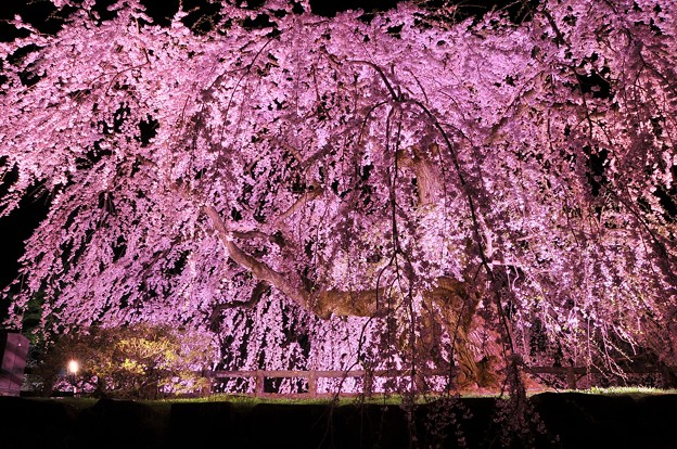 写真: ライトアップされた枝垂れ夜桜・・弘前城本丸