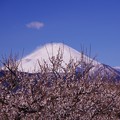 大雪の後の晴天の真っ白になった富士山・・曽我梅林にて