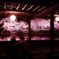 写真: 静寂な夜を夜桜見ながら・・三渓園 20140402