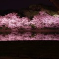 写真: 静寂な池にまるで鏡のように映る夜桜・・三渓園 20140402