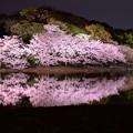 写真: 静寂な三溪園の夜 夜桜と橋?・・20140402