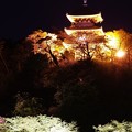 写真: 金色の三重塔の下で夜桜お花見・・20140404