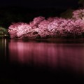 写真: 淡いピンクの桜・・綺麗な光で　三渓園 20140404