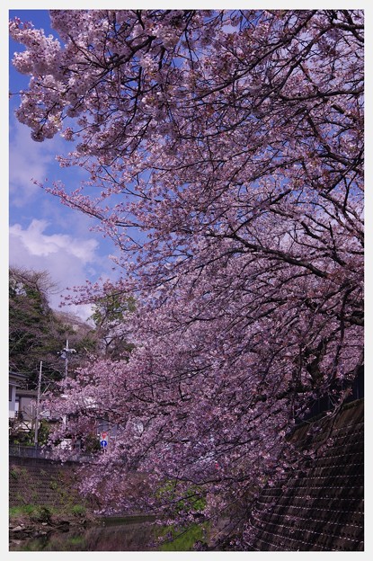 写真: 青空と弘明寺大岡川の桜・・20140406