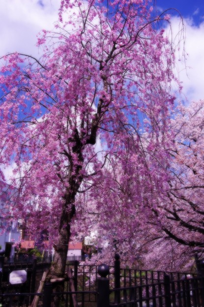 写真: 弘明寺大岡川に咲く桜・・20140406