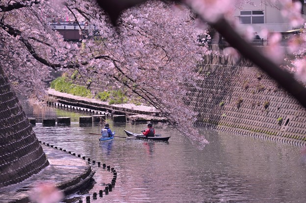 写真: カヌーで桜お花見・・弘明寺大岡川 20140406