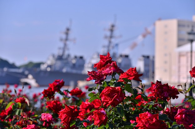 写真: ヴェルニー公園のバラとアメリカ海軍の艦船・・20140518