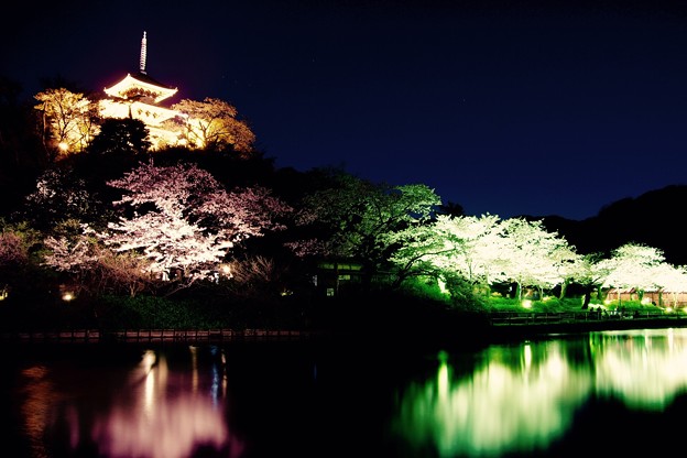 静寂な夜に夜桜と三渓園三重の塔。。3月31日