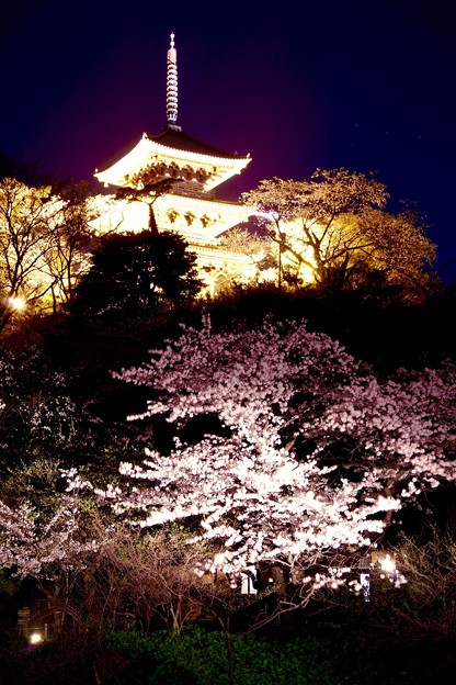 浮き上がる三渓園三重の塔のラインアップされて綺麗な夜桜。。3月31日
